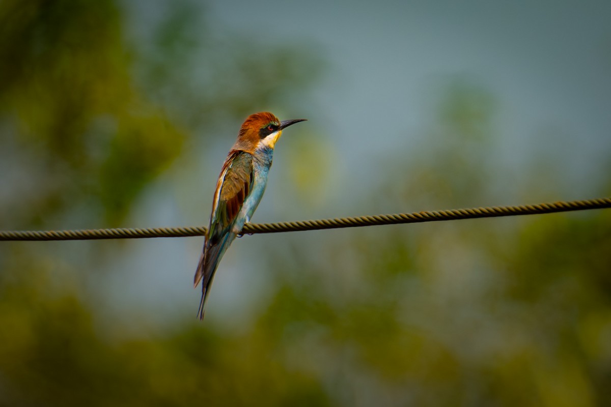 European Bee-eater - ML645311103