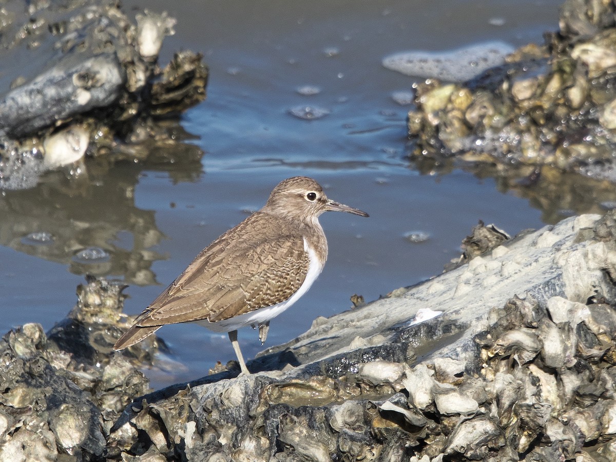 磯鷸 - ML645311104