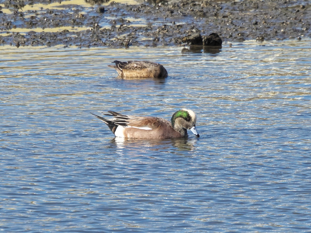 American Wigeon - ML645311112