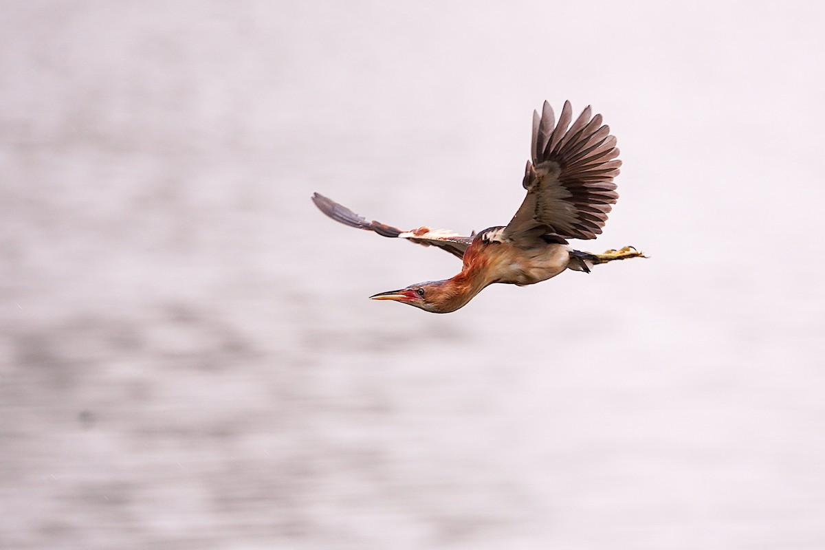 Black-backed Bittern - ML645311136