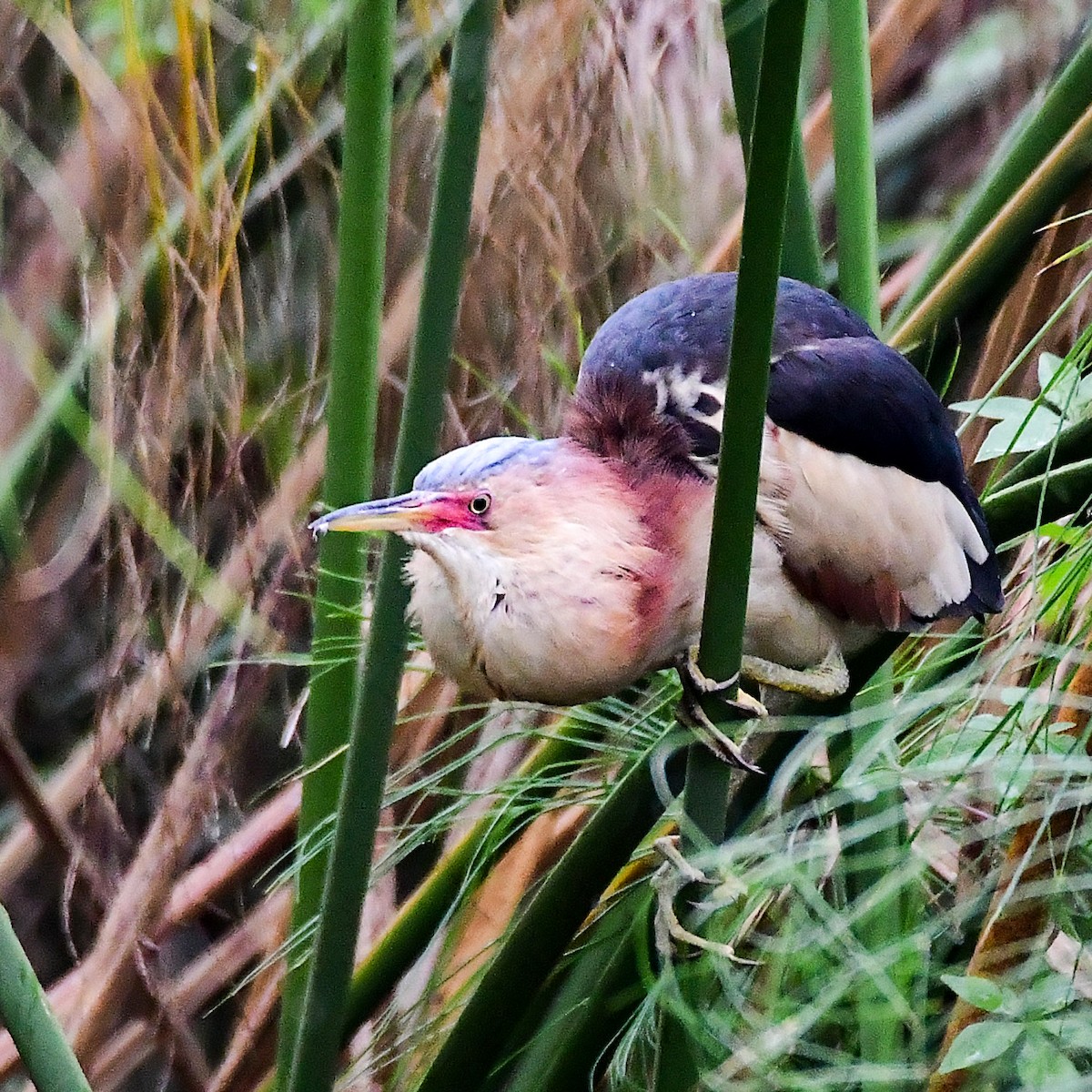 Black-backed Bittern - ML645311137