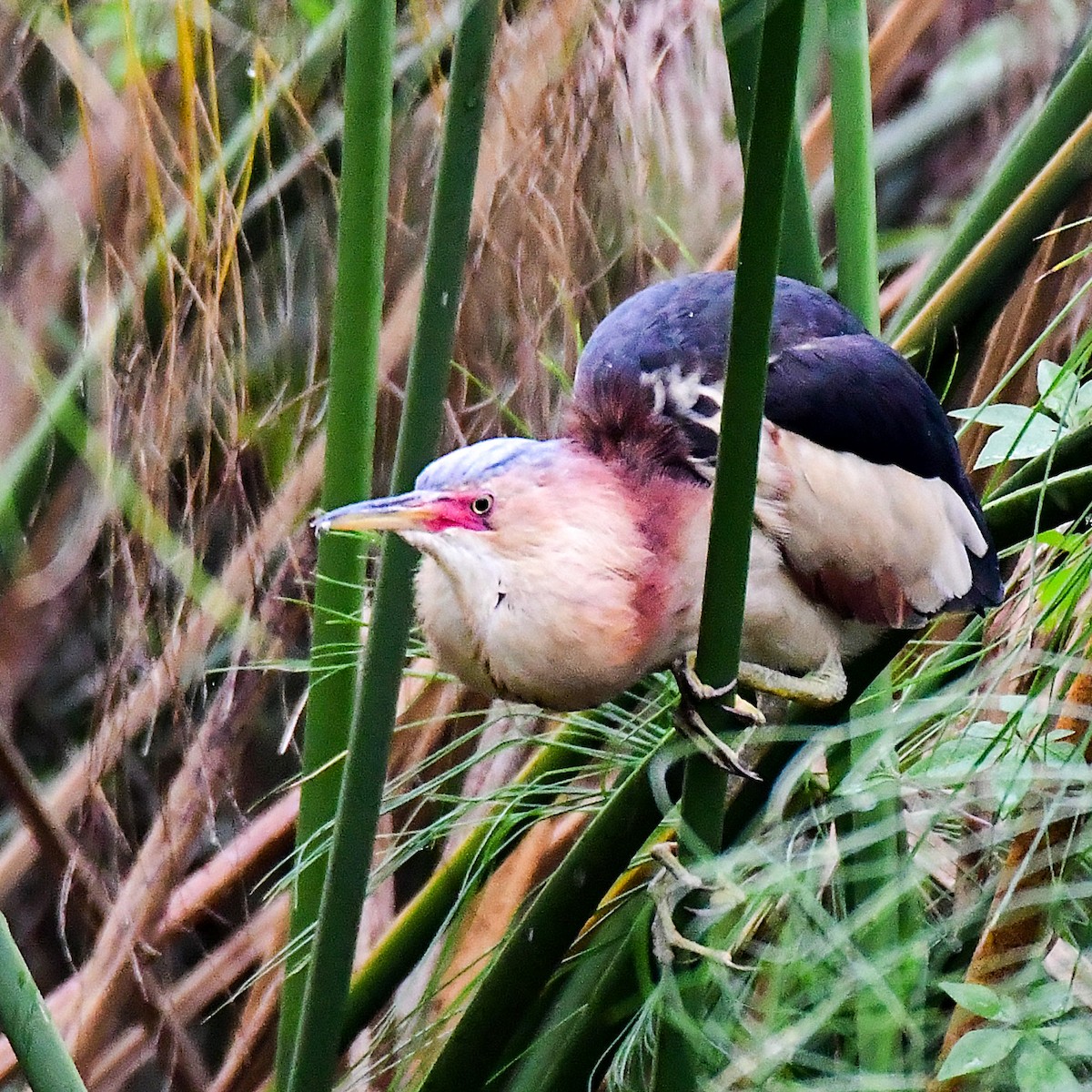 Black-backed Bittern - ML645311138