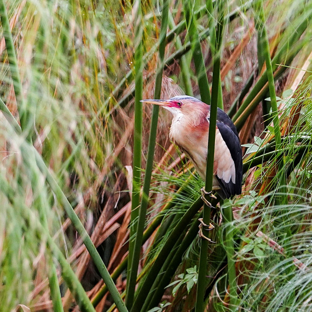 Black-backed Bittern - ML645311140