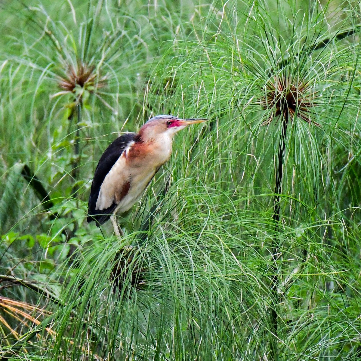 Black-backed Bittern - ML645311142