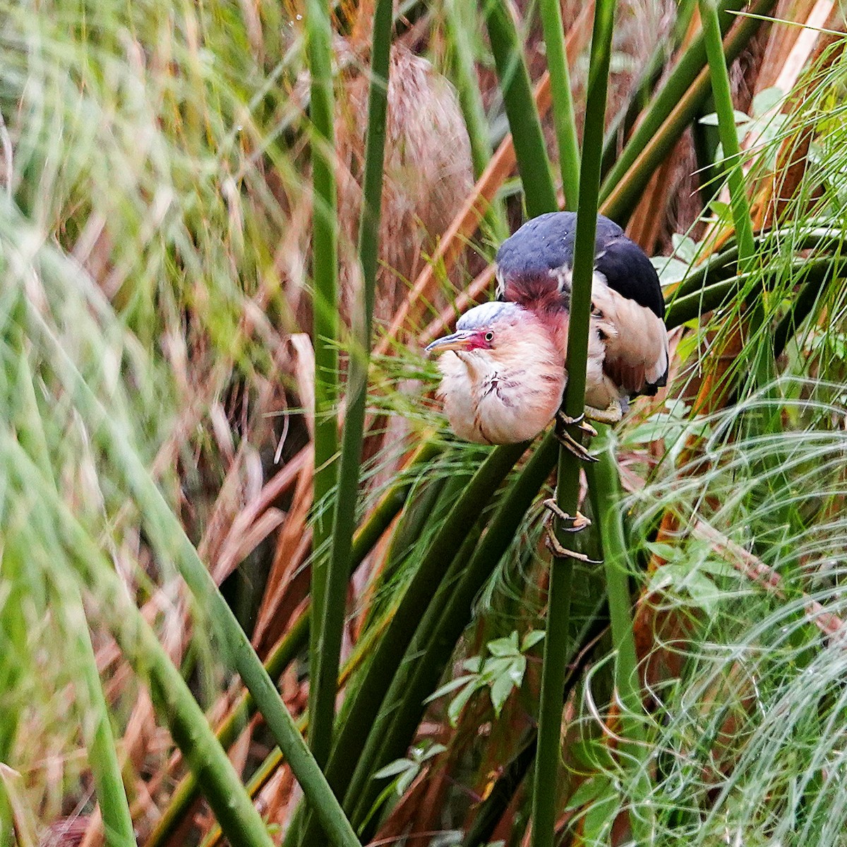 Black-backed Bittern - ML645311143