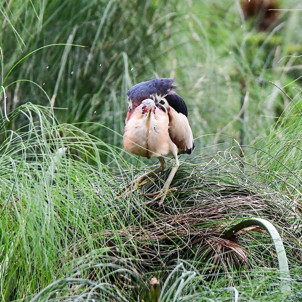Black-backed Bittern - ML645311144