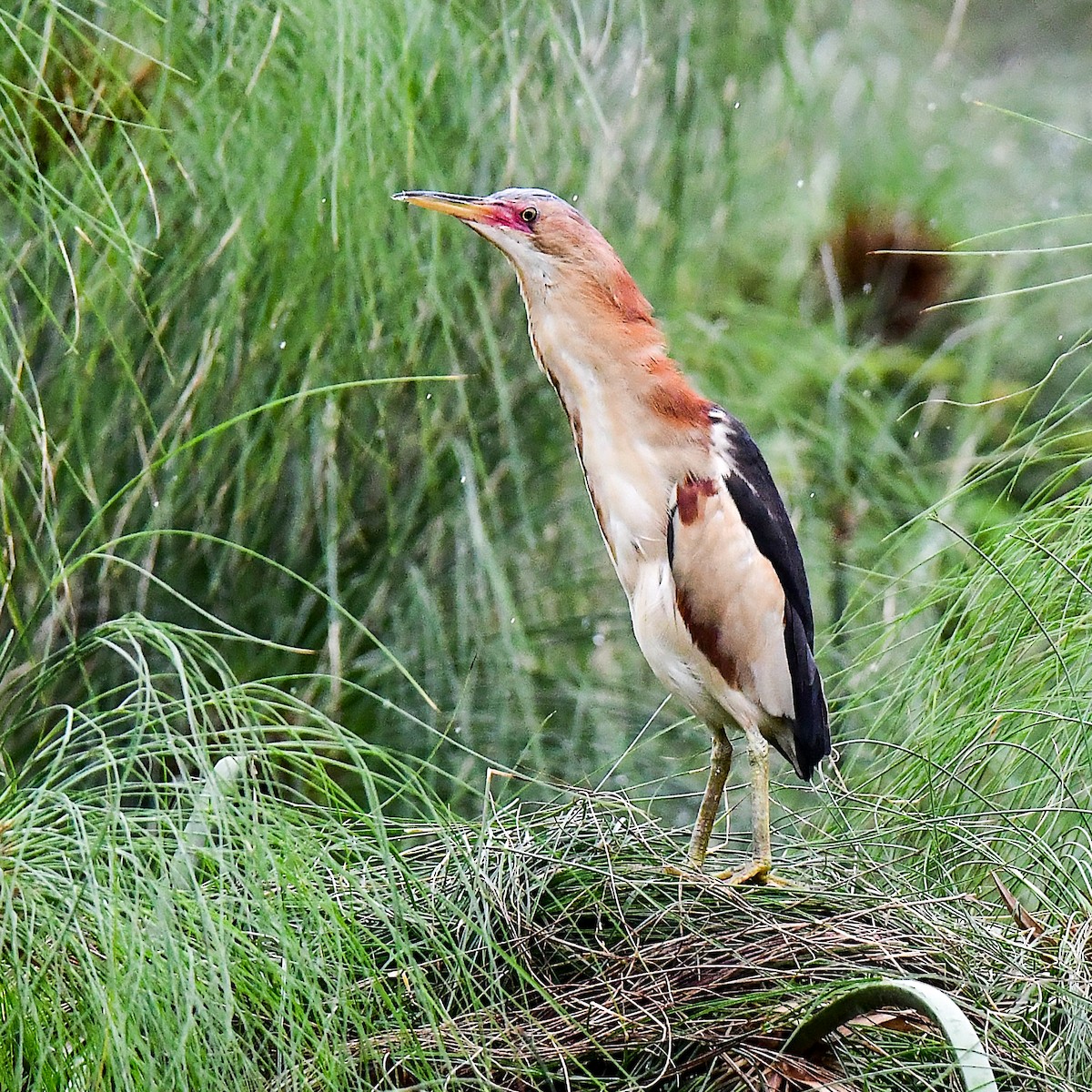 Black-backed Bittern - ML645311145