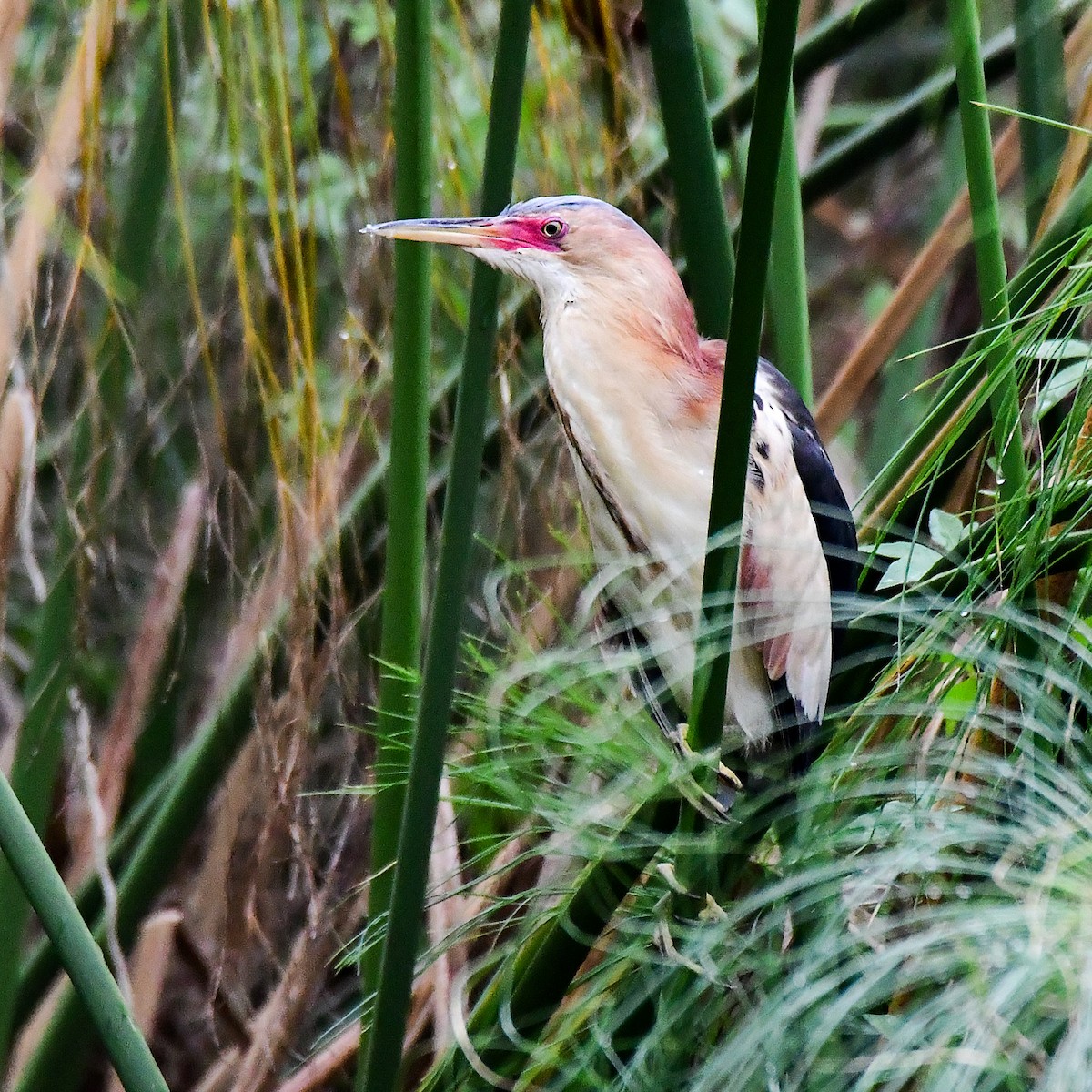 Black-backed Bittern - ML645311146