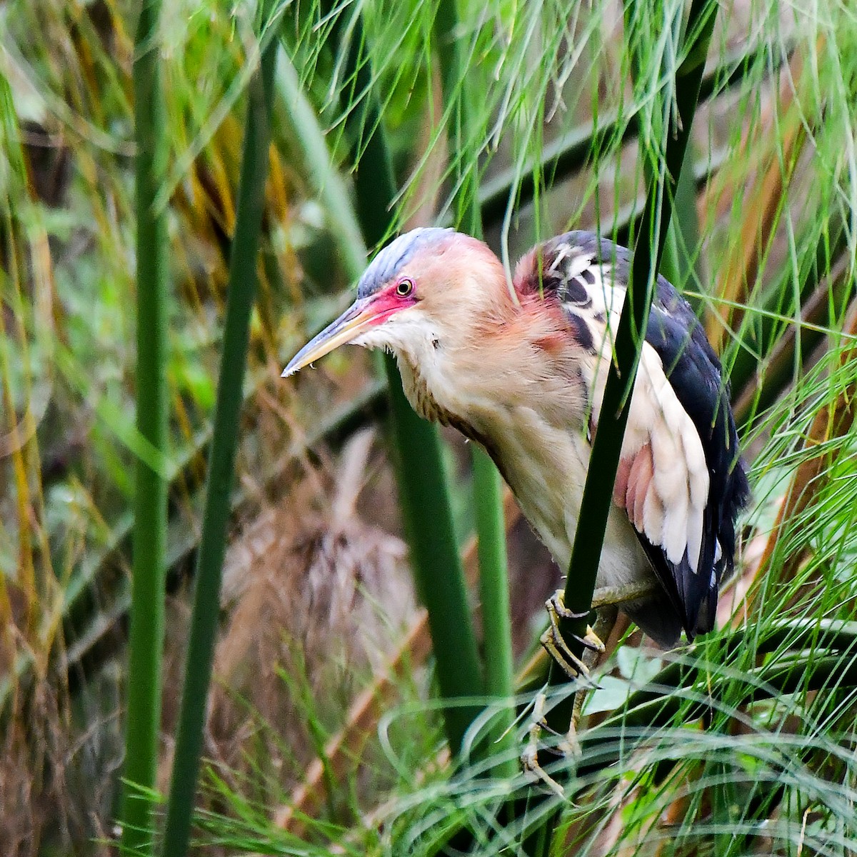 Black-backed Bittern - ML645311147