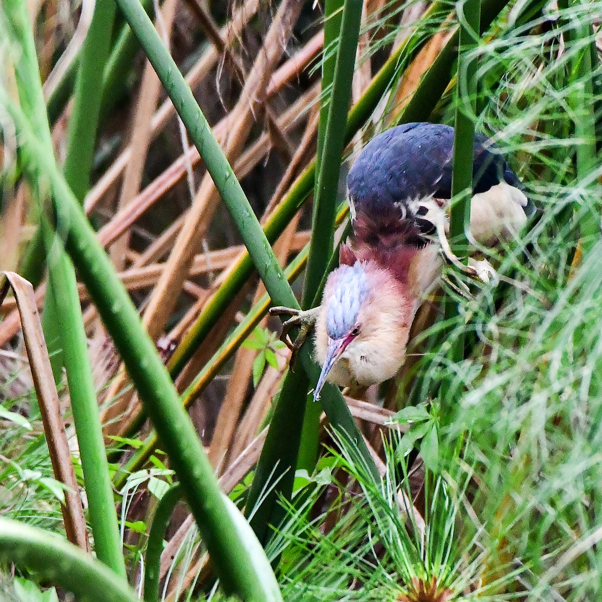 Black-backed Bittern - ML645311148