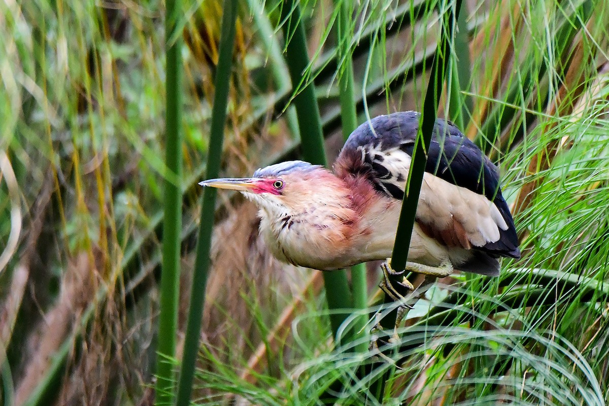 Black-backed Bittern - ML645311149