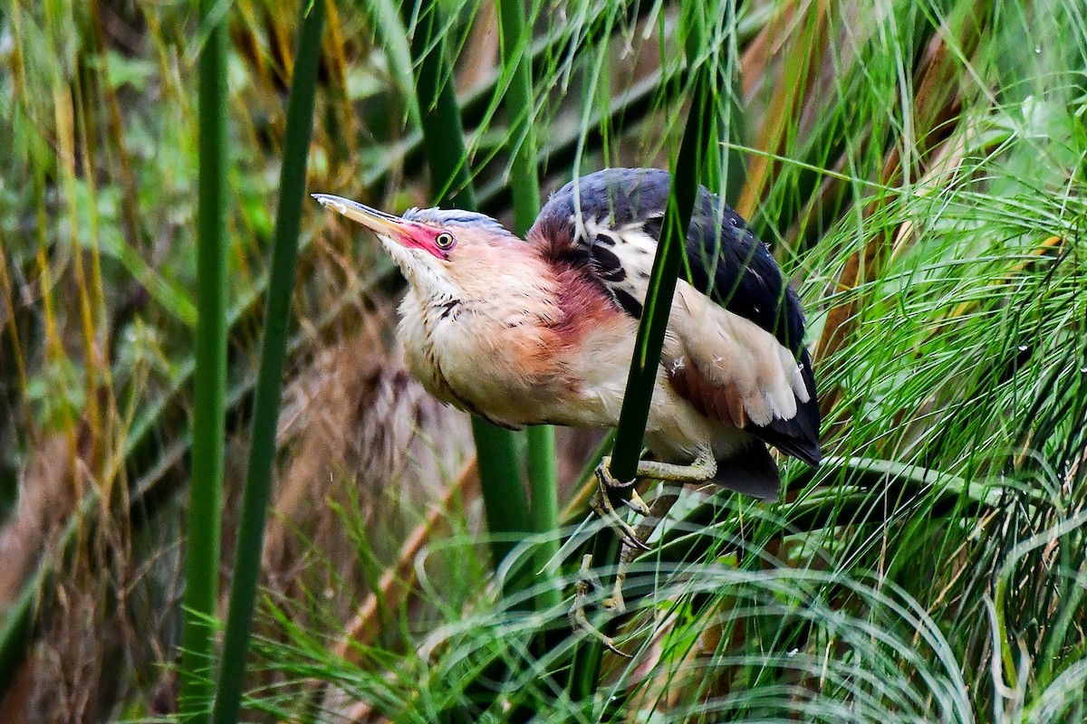 Black-backed Bittern - ML645311150
