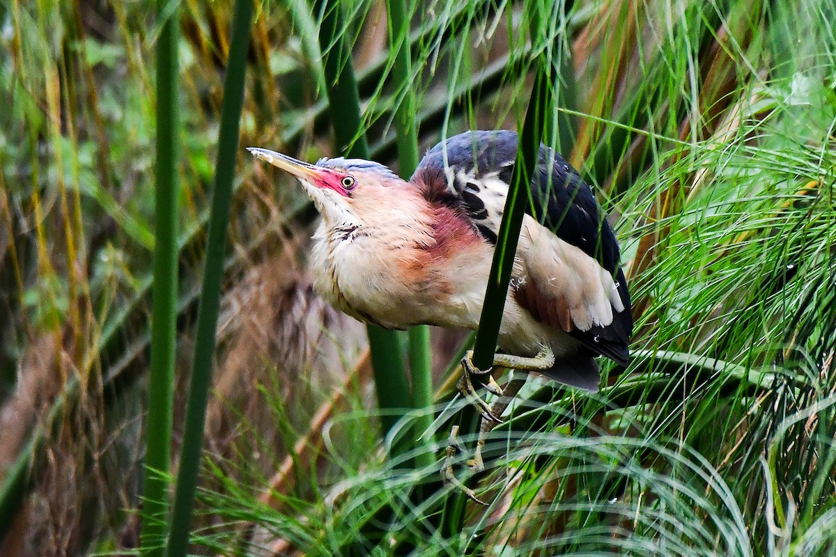 Black-backed Bittern - ML645311151