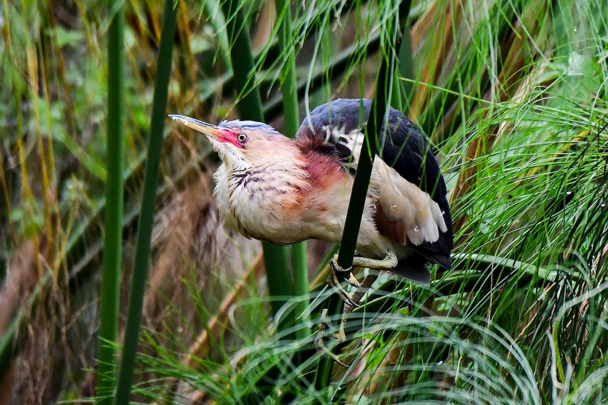 Black-backed Bittern - ML645311152