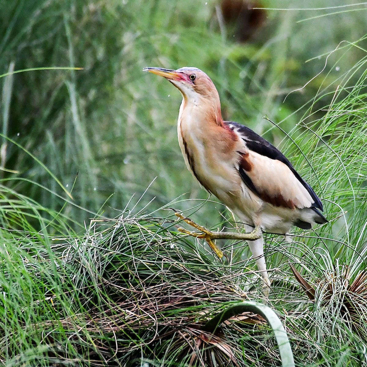Black-backed Bittern - ML645311153