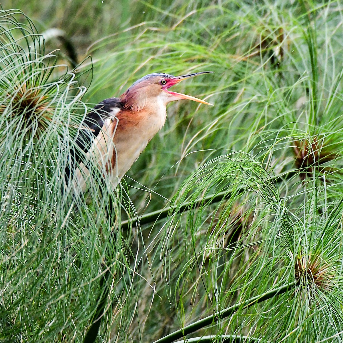 Black-backed Bittern - ML645311154