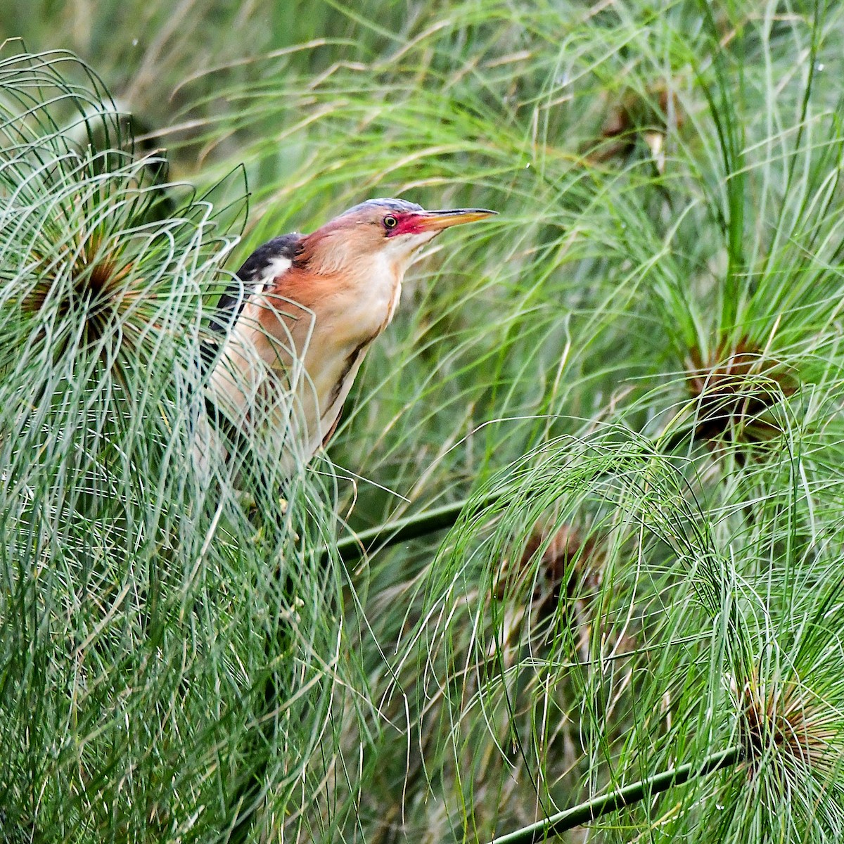 Black-backed Bittern - ML645311155