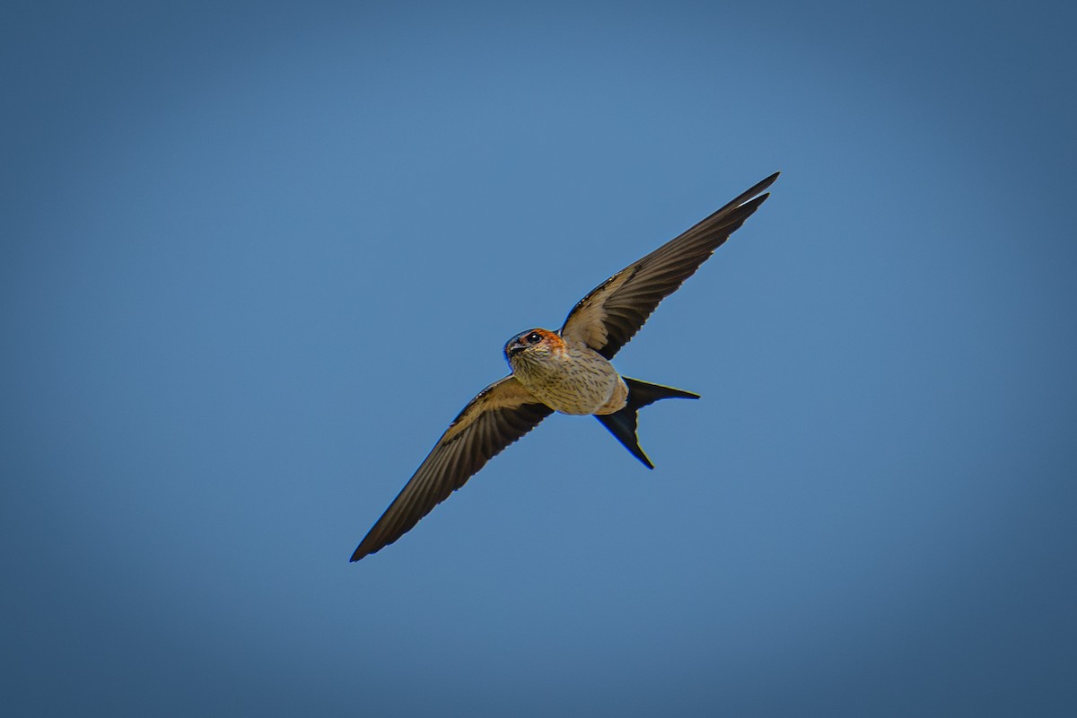 Eastern Red-rumped Swallow - ML645311159