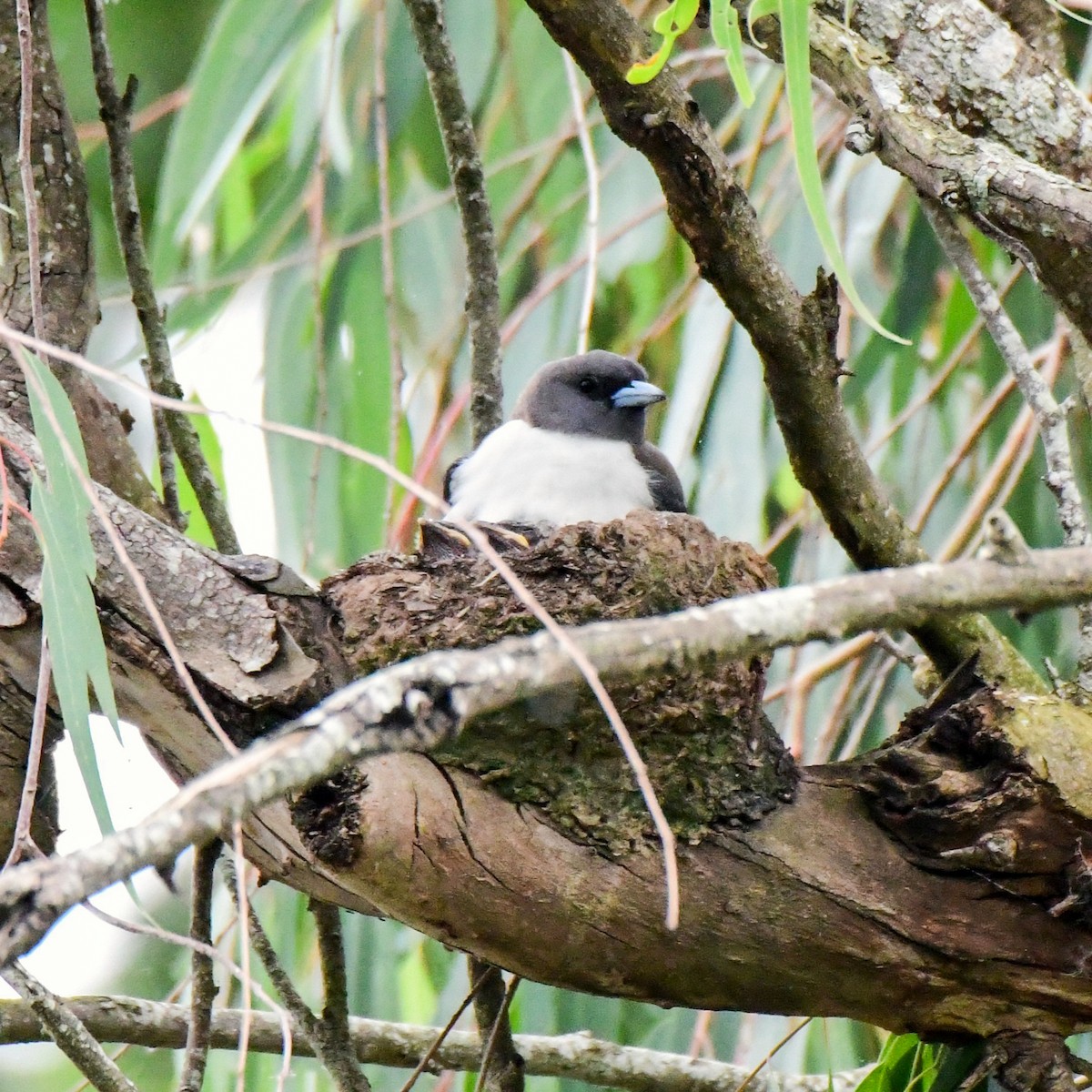 White-breasted Woodswallow - ML645311162