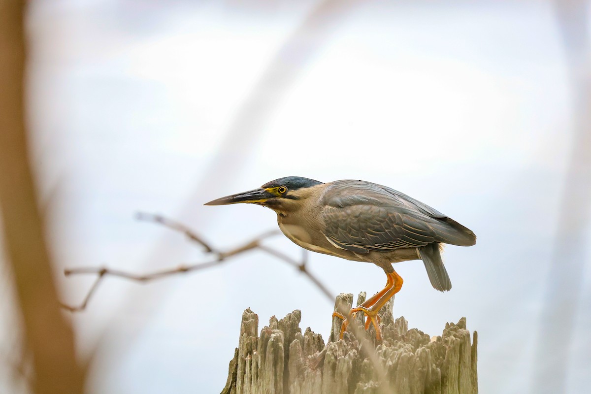 Little Heron - ML645311165