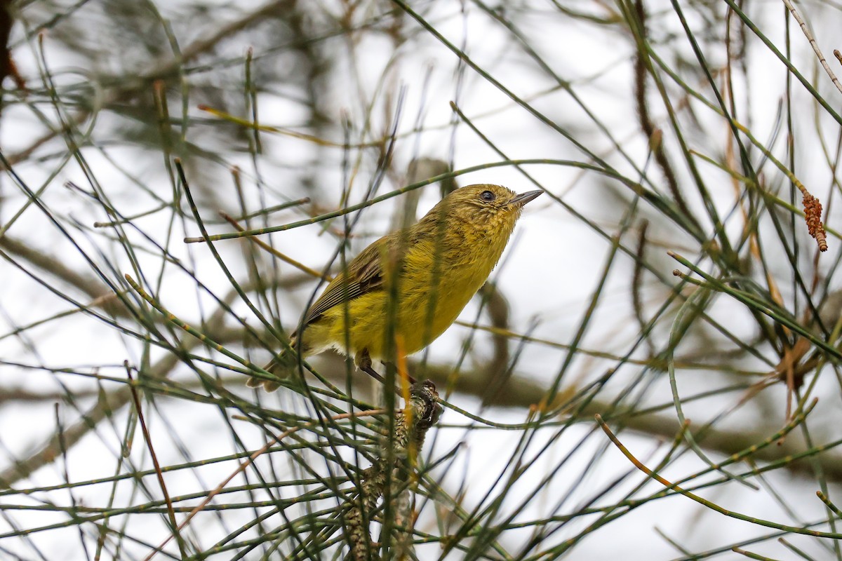 Yellow Thornbill - ML645311171