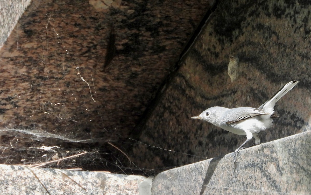 Голубая комароловка - ML645311172