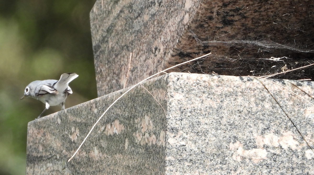 Голубая комароловка - ML645311184