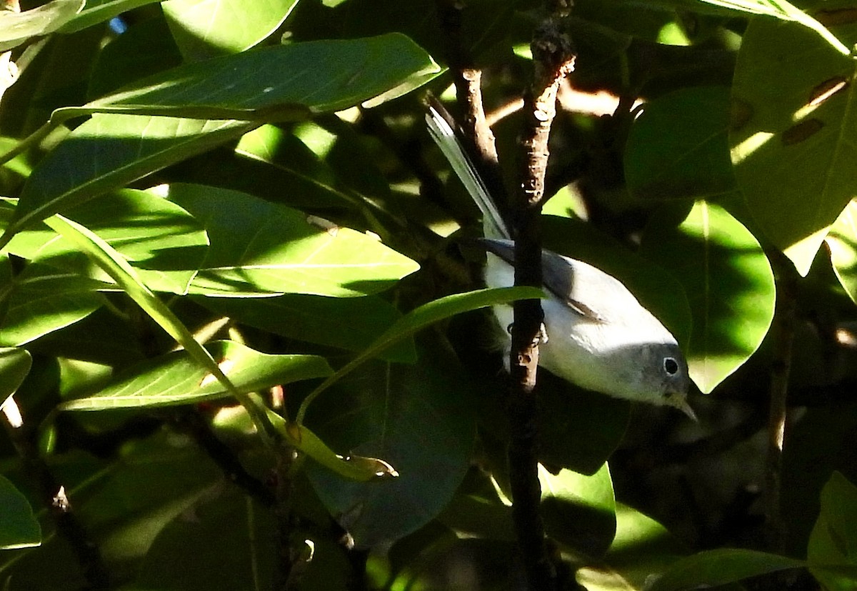 Голубая комароловка - ML645311187