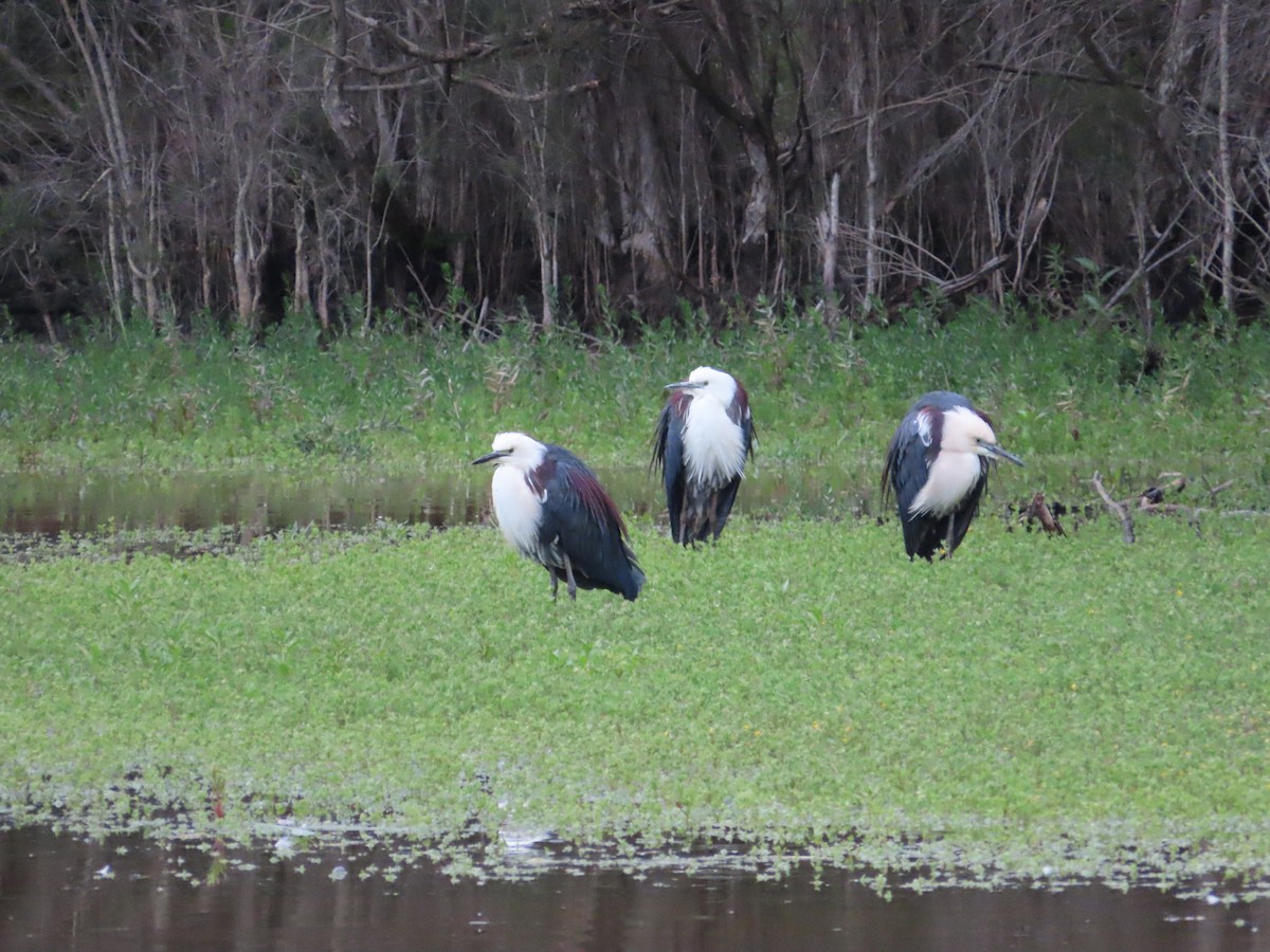 Pacific Heron - ML645311189