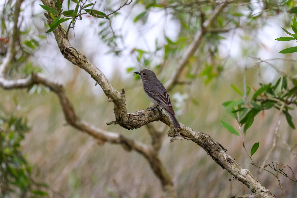 Rufous Whistler - ML645311190