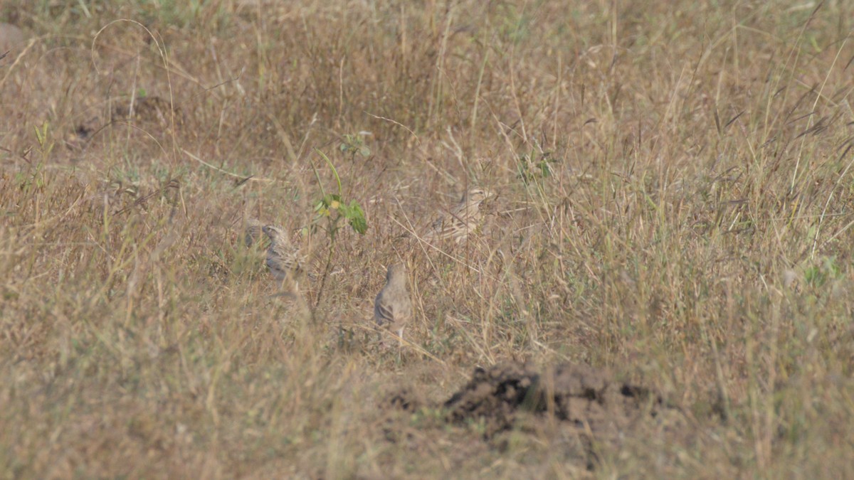 Mongolian Short-toed Lark - ML645311192