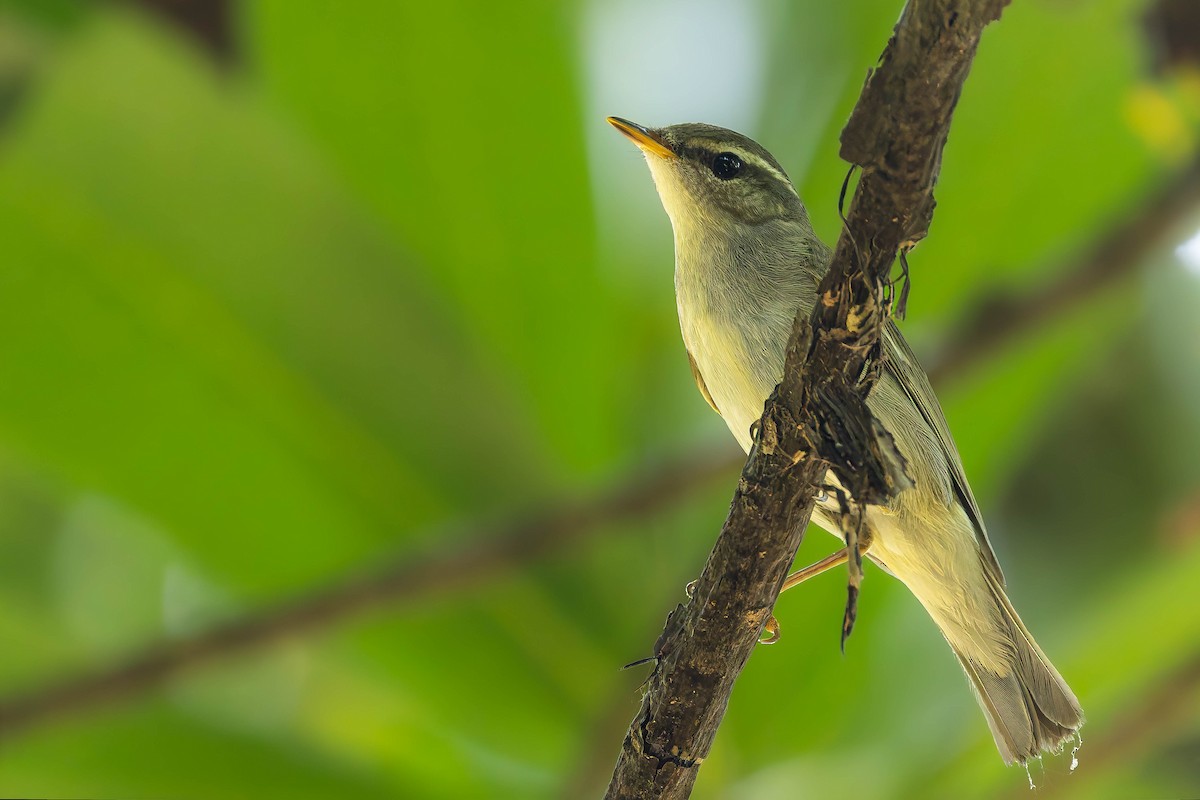 Japanese Leaf/Arctic/Kamchatka Leaf Warbler - ML645311195