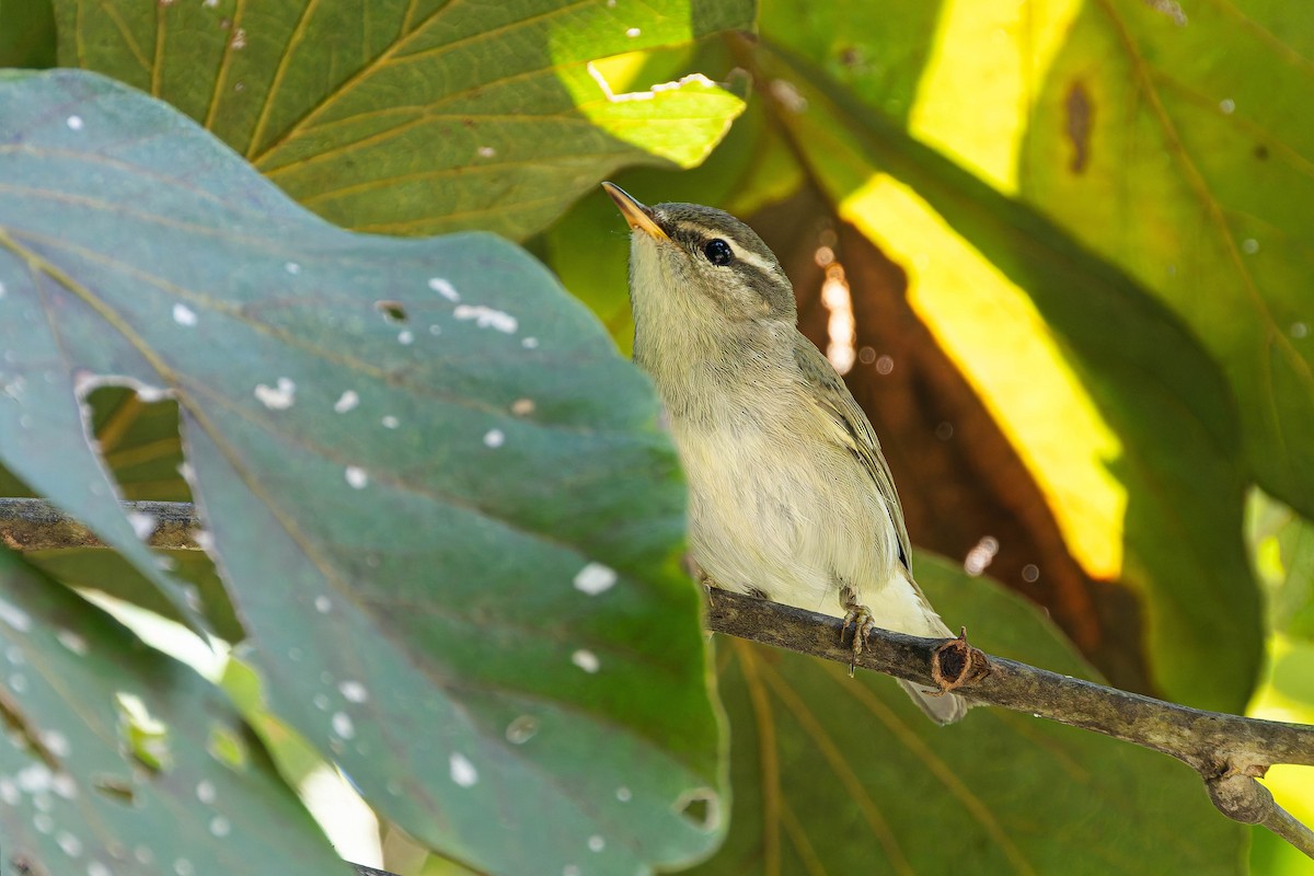 Japanese Leaf/Arctic/Kamchatka Leaf Warbler - ML645311196