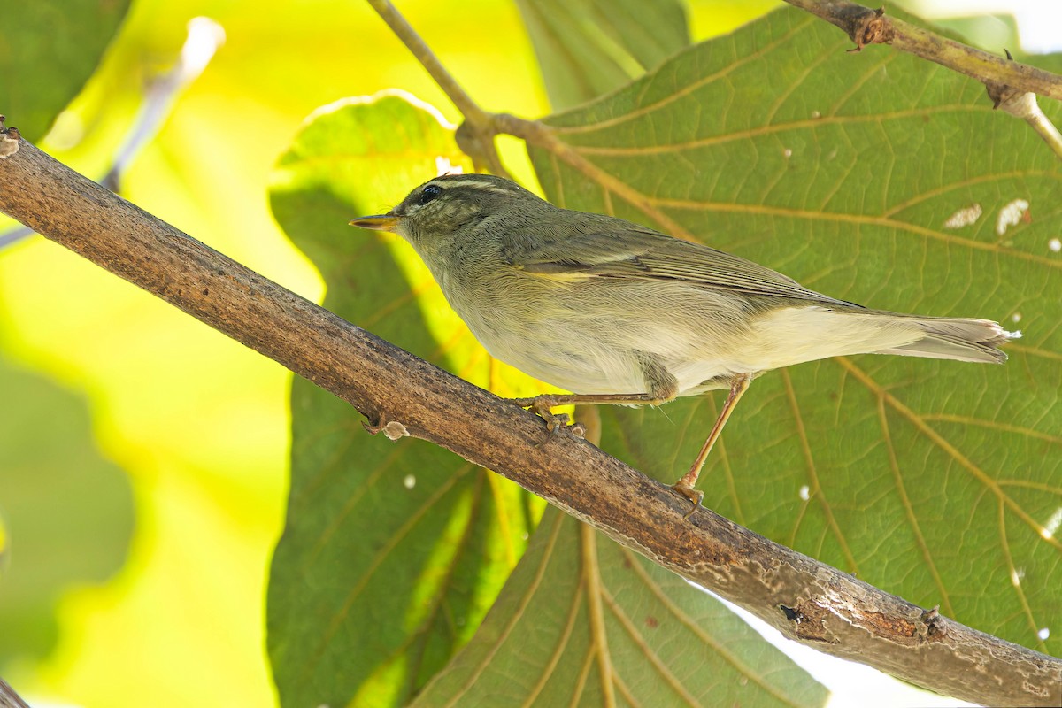 Japanese Leaf/Arctic/Kamchatka Leaf Warbler - ML645311197