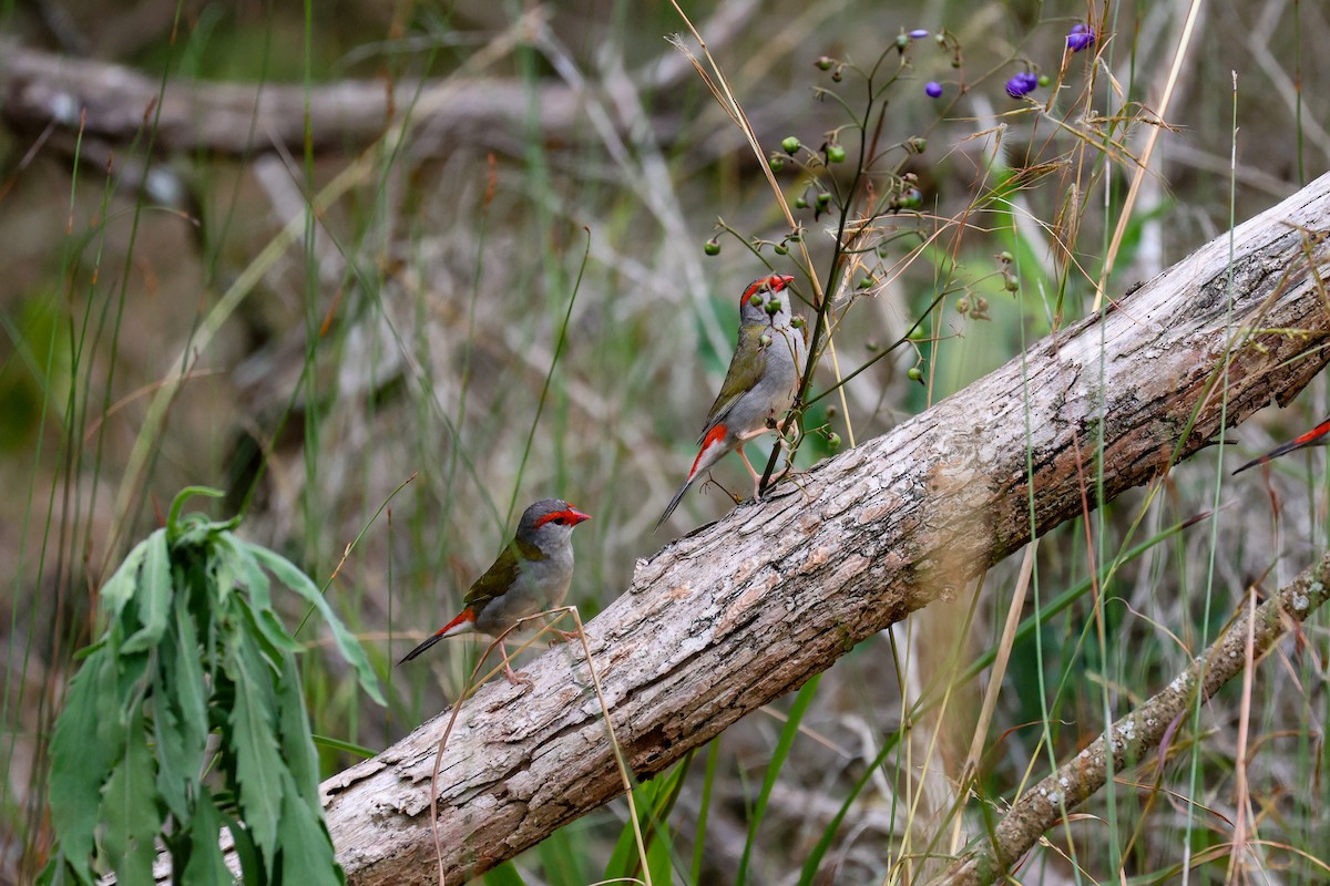 Краснобровая амадина - ML645311203