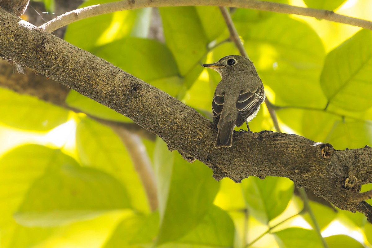 Asian Brown Flycatcher - ML645311205