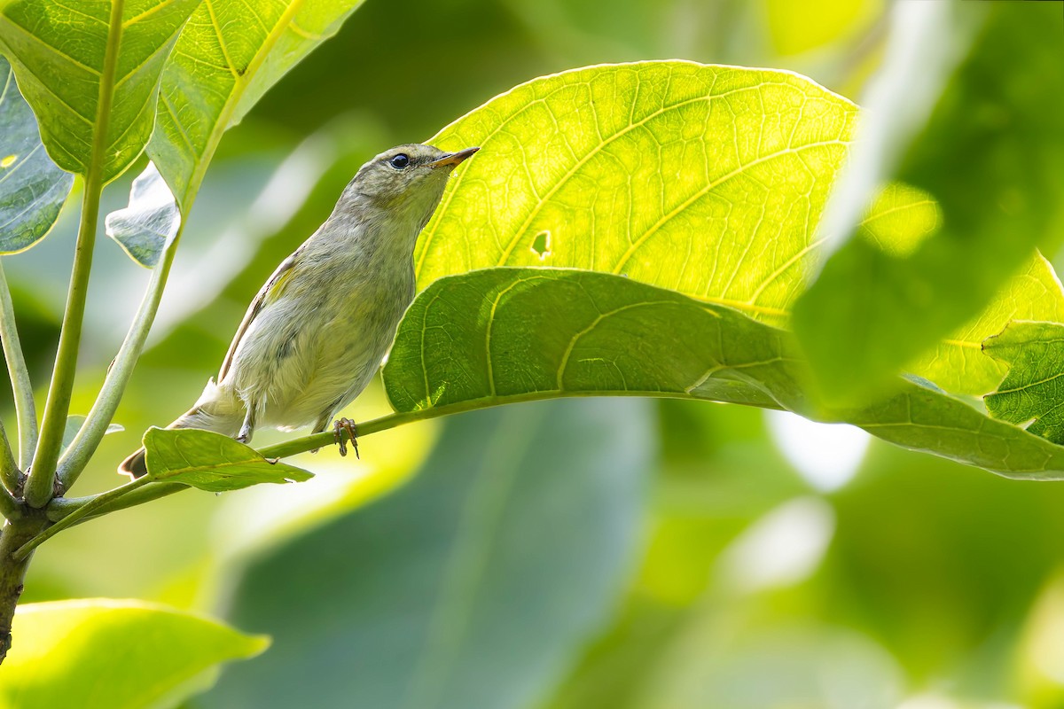 Phylloscopus sp. - ML645311214