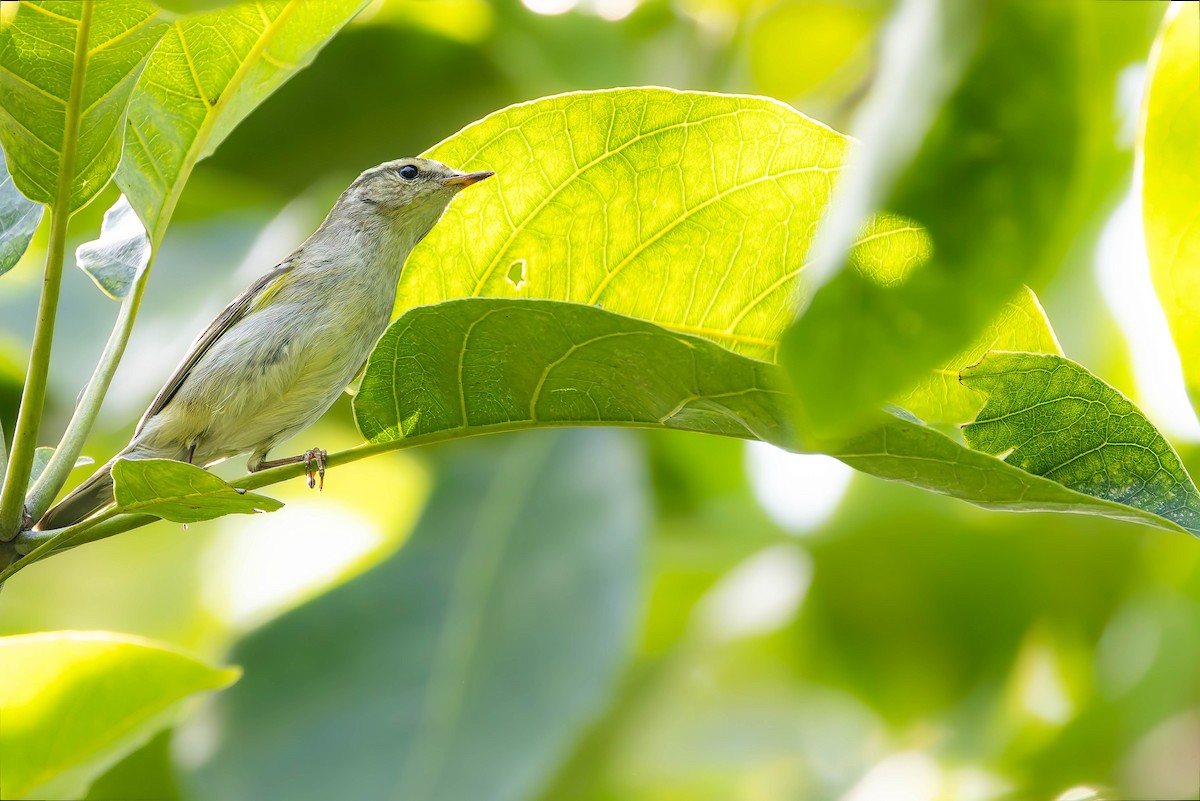 Phylloscopus sp. - ML645311215