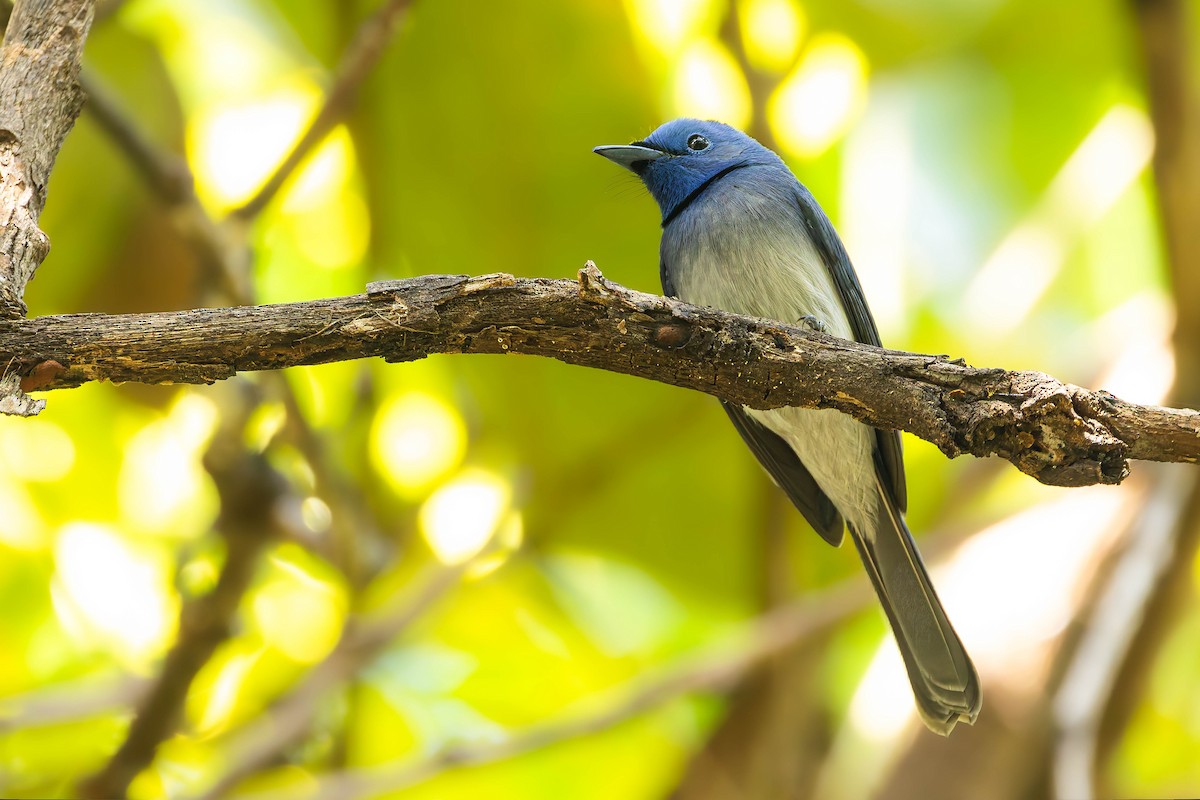 Black-naped Monarch - ML645311228