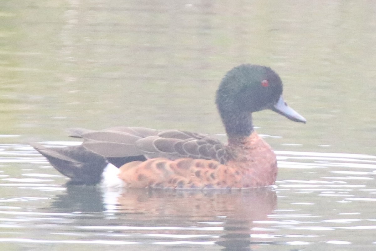 Chestnut Teal - ML645311229