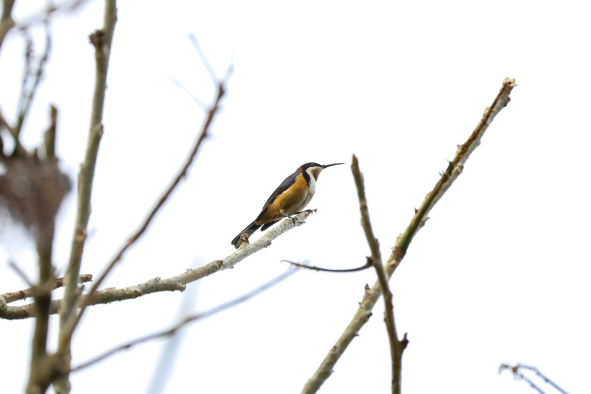 Eastern Spinebill - ML645311231