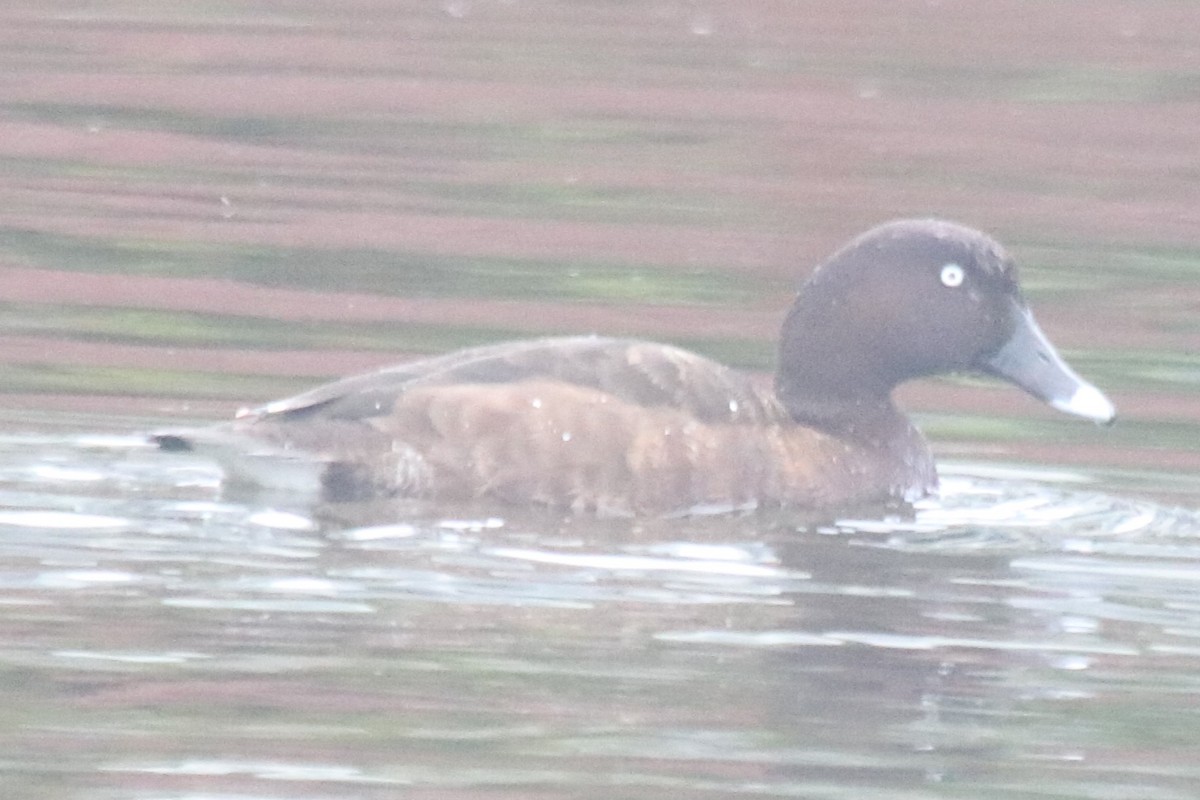 Hardhead - ML645311232