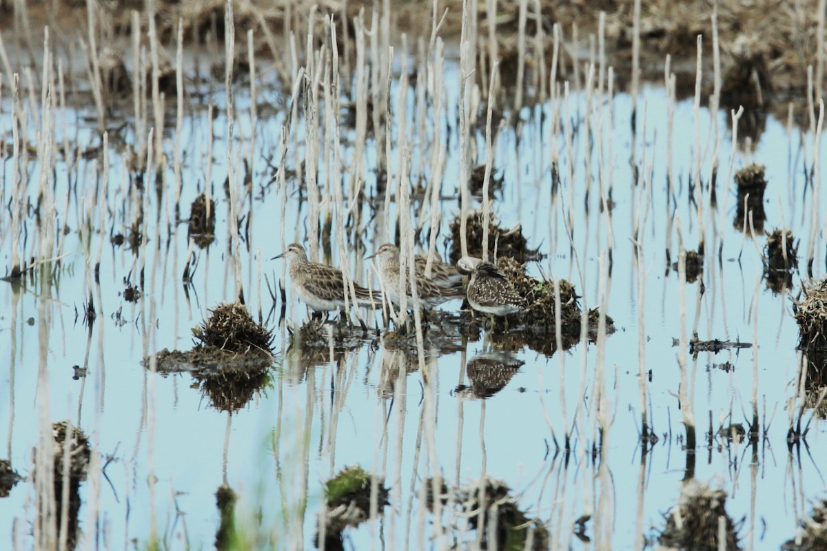タカブシギ - ML645311240