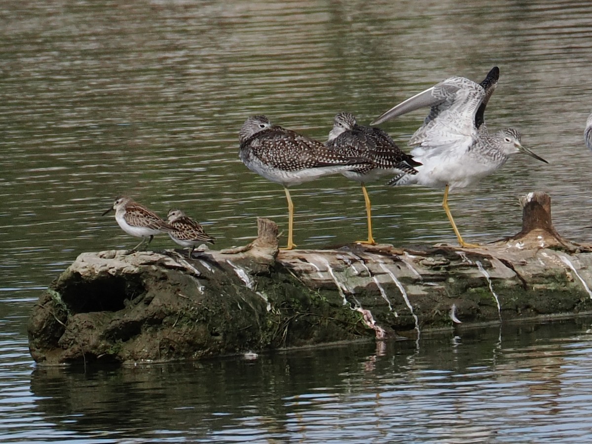 Greater Yellowlegs - ML645311250