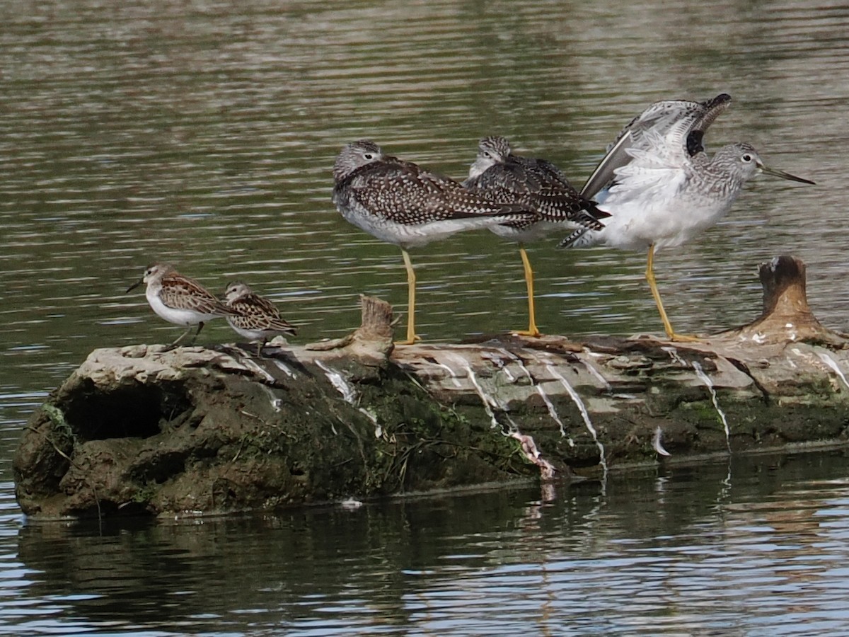 Greater Yellowlegs - ML645311251