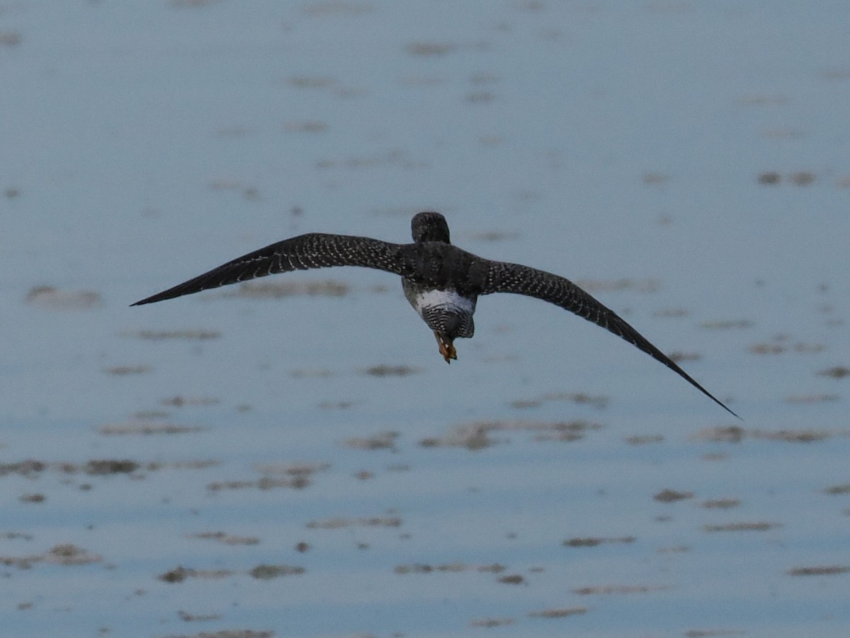 Greater Yellowlegs - ML645311252