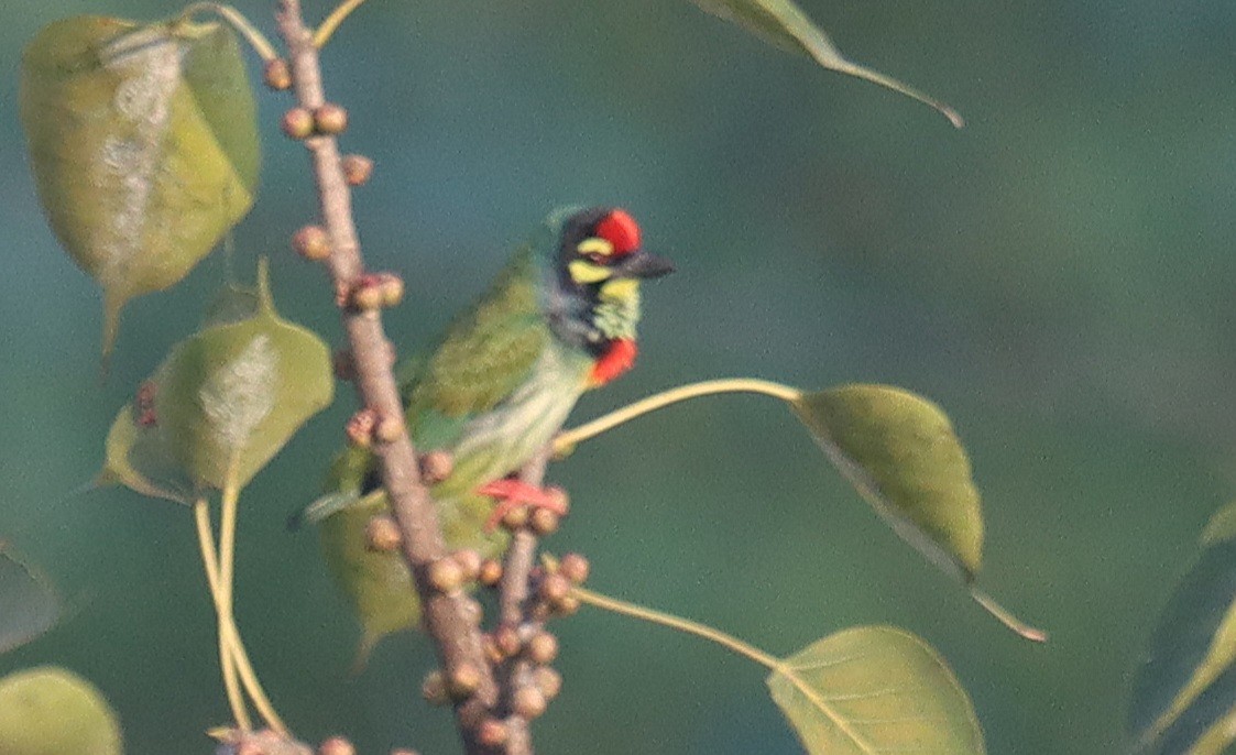 Coppersmith Barbet - ML645311253