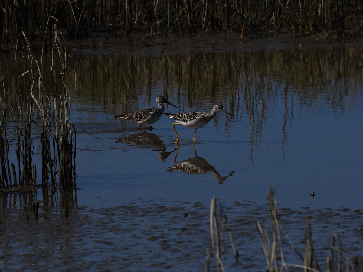 Greater Yellowlegs - ML645311256