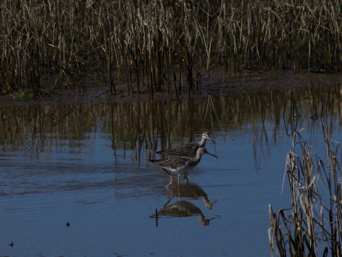 Greater Yellowlegs - ML645311257