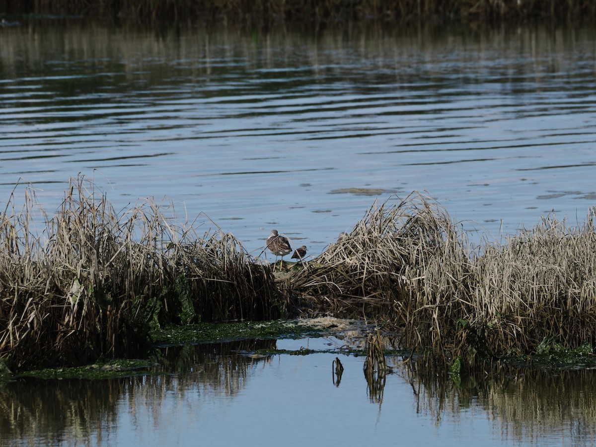 Greater Yellowlegs - ML645311258